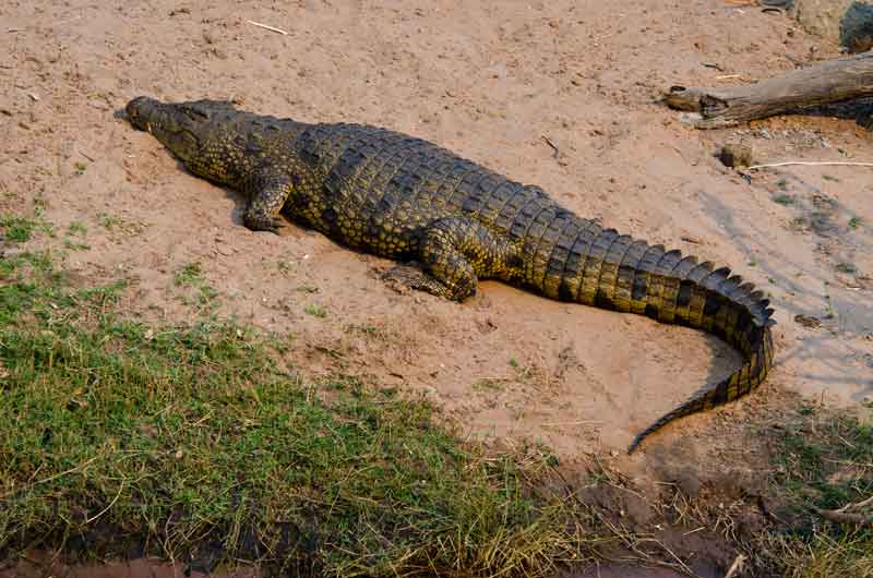 94 - Botswana - cocodrilo - parque nacional de Chobe